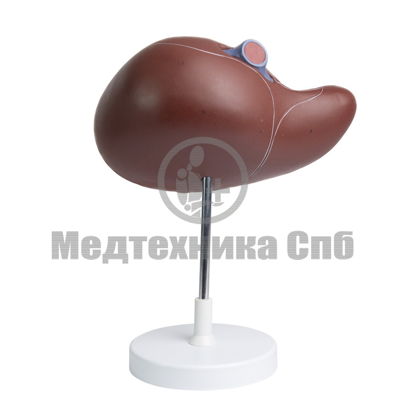 P0472 Модель печени, увеличение в 1,5 раза
