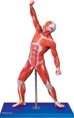 изображение: Модель мышц мужчины