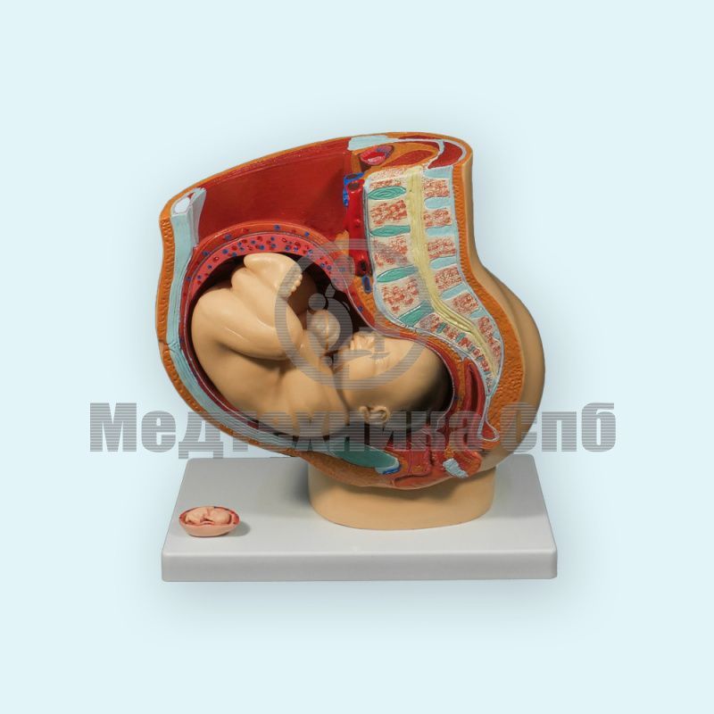изображение: Модель таза беременной со зрелым плодом 4 части