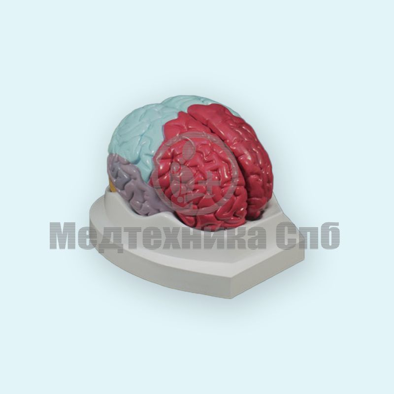 изображение: Модель функциональных зон коры головного мозга