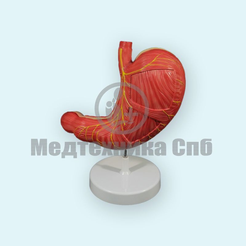 изображение: Модель желудка увеличенная 2 части (на подставке)
