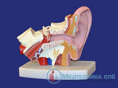 изображение: Модель уха, увеличение в 1,5 раза