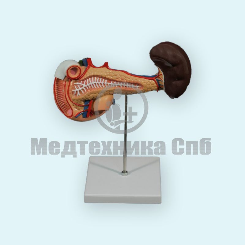 Модель поджелудочной железы с селезёнкой и двенадцатиперстной кишкой (на подставке)