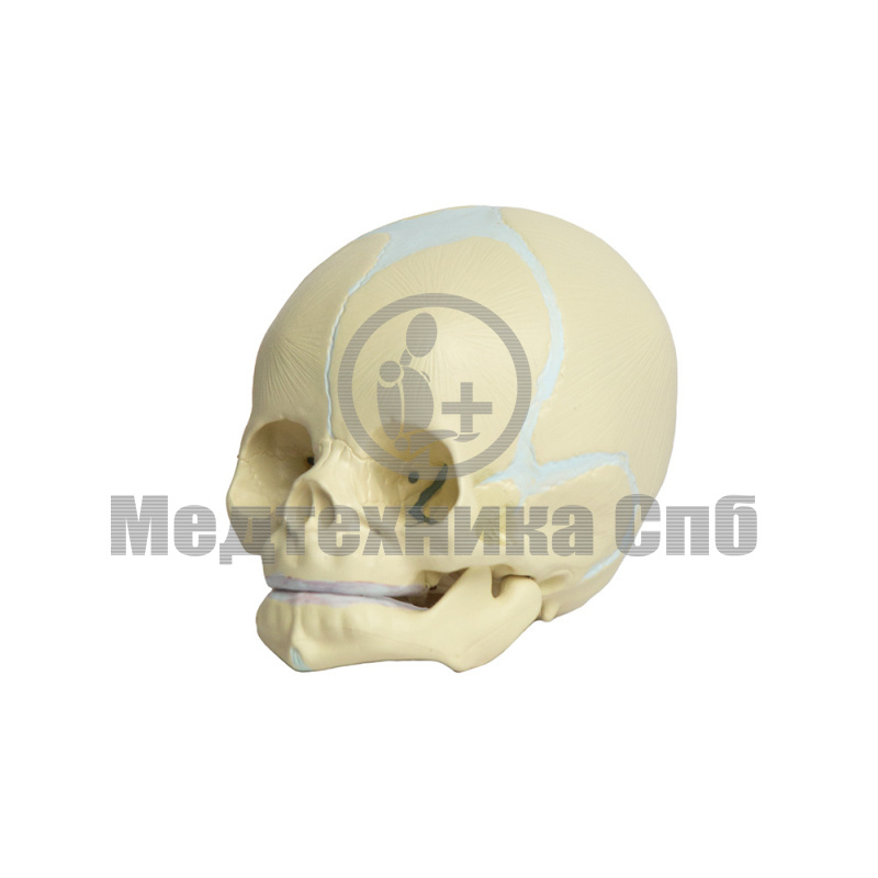 Модель черепа младенца