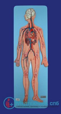 изображение: Модель кровеносной системы