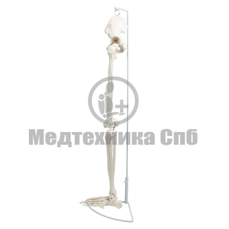 P0181B Модель скелета ноги с тазовой костью (со штативом)