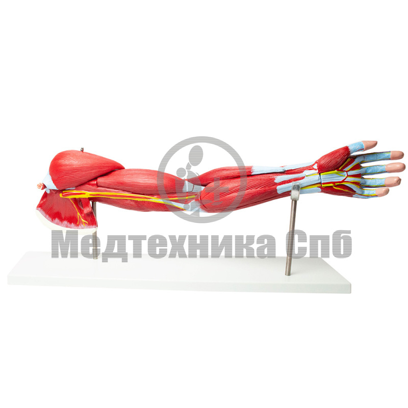 Модель мышц руки разборная 7 частей (на подставке)
