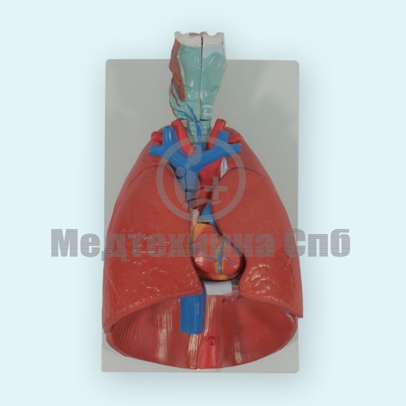 изображение: Модель дыхательной системы разборная 7 частей (на подставке)