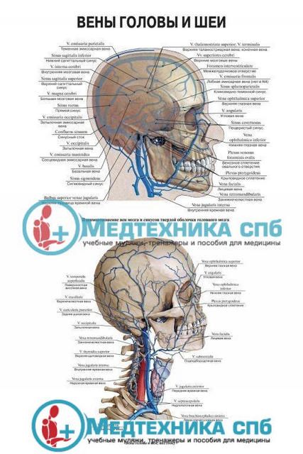 Манекен головы для шапок - купить в Москве недорого, цена в интернет-магазине - право-на-защиту37.рф