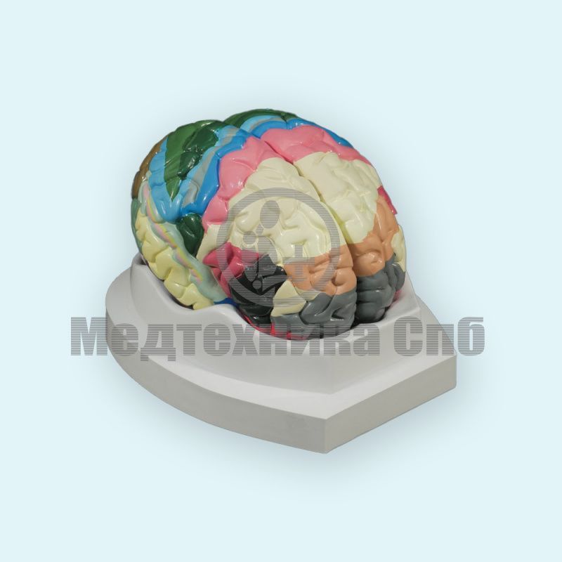 изображение: Модель головного мозга цитоархитектонические поля