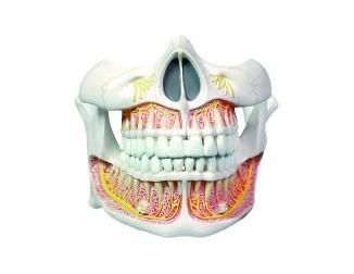 изображение: Модель постоянных зубов
