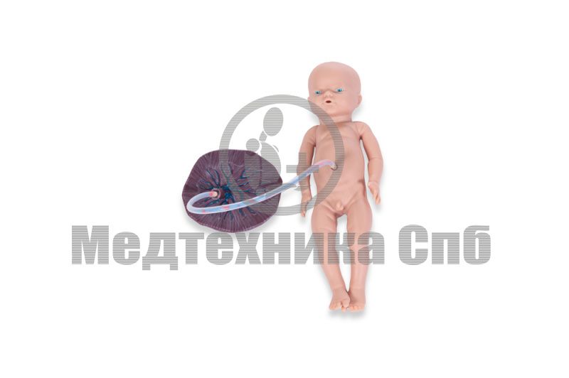 Модель новорожденного с плацентой и 2 пуповинами, мальчик
