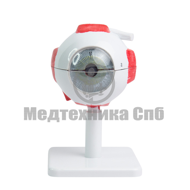 P0661 Модель глазного яблока, 5 частей (на подставке)