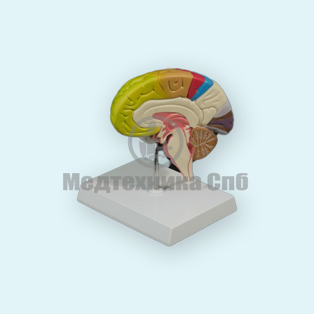 SMM32 Модель функциональных зон коры головного мозга ООО Медтехника Спб