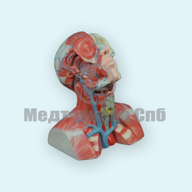 изображение: Демонстрационная модель венозного оттока от головы, шеи и груди
