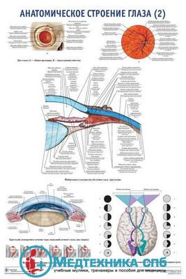 Анатомическое строение органа зрения 2 (русский/латынь)