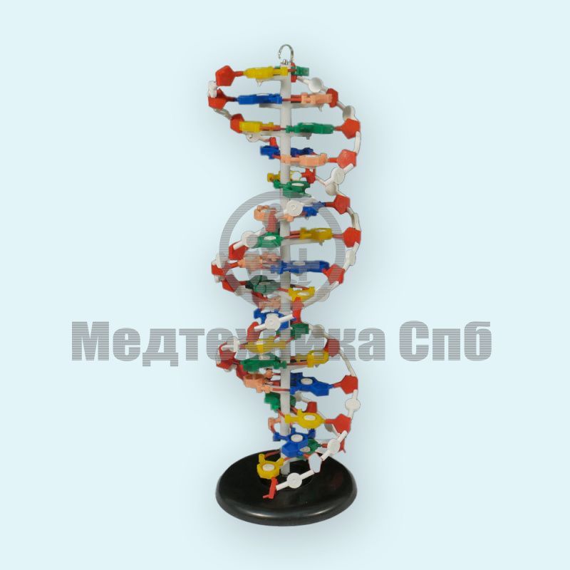 Модель двуспиральной ДНК разборная (на подставке)