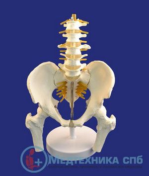изображение: Модель костей таза