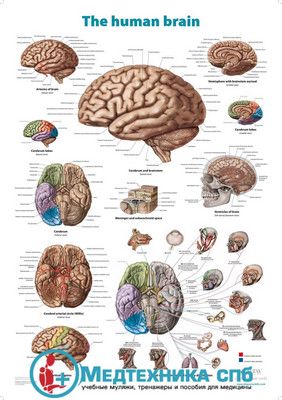 изображение: Головной мозг (плакат на английском языке)