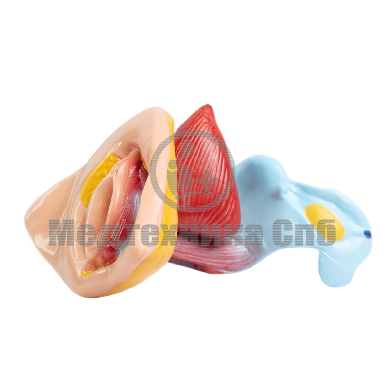 XC-429 Модель наружных и внутренних женских половых органов