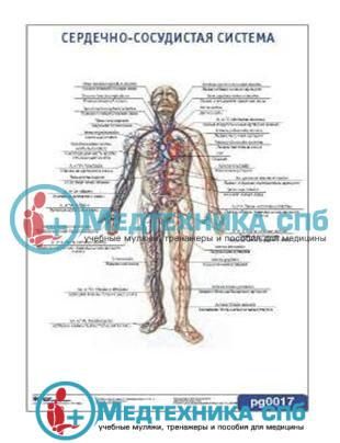 Изображения по запросу Сердечно сосудистая система