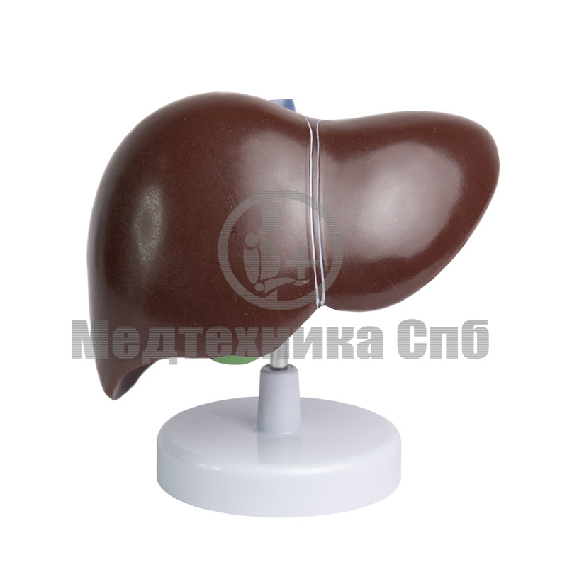 P0469 Модель печени