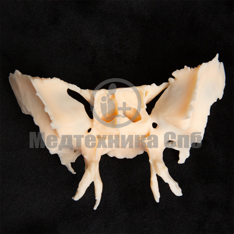 KS007 Клиновидная кость