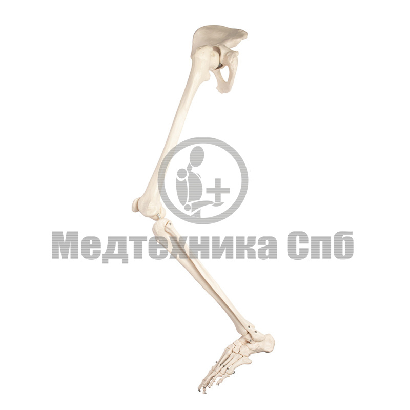 Модель скелета ноги с тазовой костью, левая