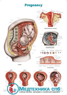 Беременность (плакат на английском языке)