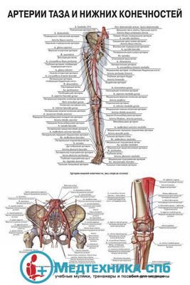 изображение: Артерии таза и нижних конечностей 1 (русский/латынь)