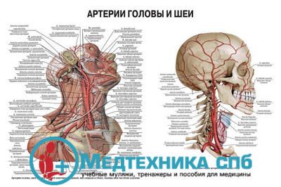 изображение: Артерии головы и шеи 3 (русский/латынь)