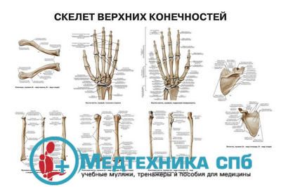 Скелет верхних конечностей (русский/латынь)