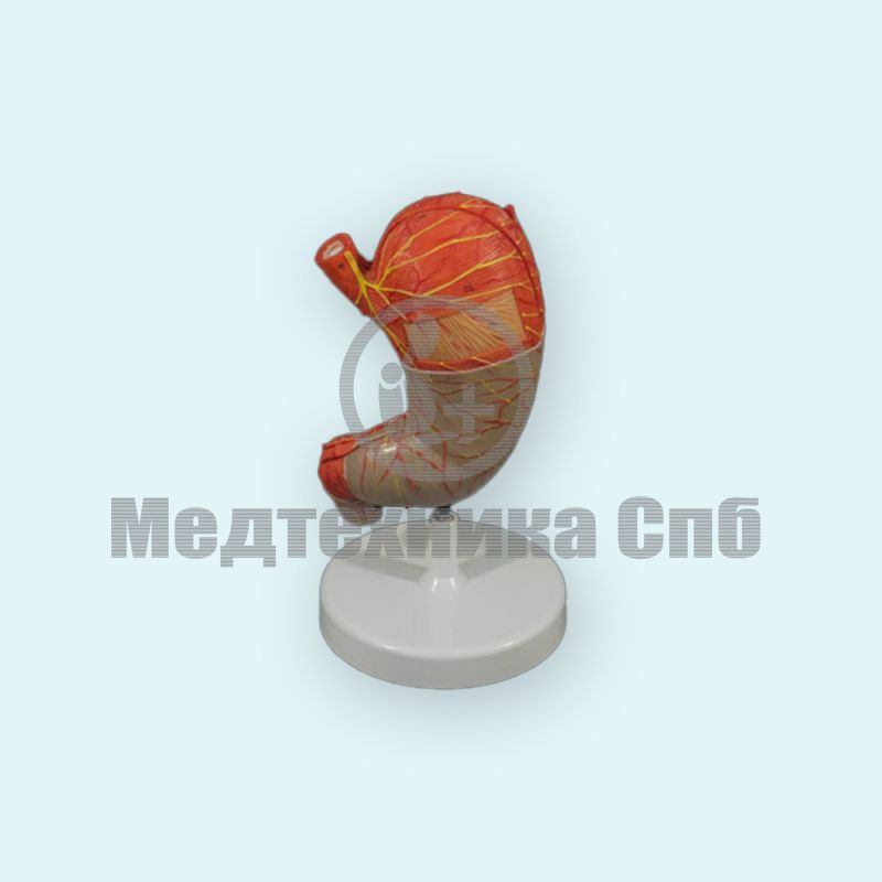 изображение: Модель желудка 2 части (на подставке)