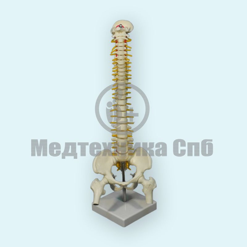 изображение: Модель позвоночника с костями таза и головками бедренных костей