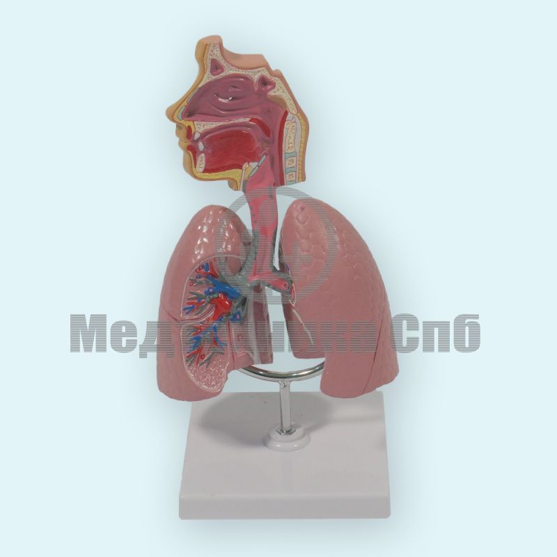 изображение: Модель дыхательной системы (на подставке)