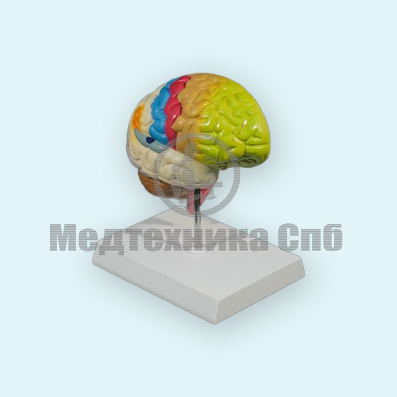 изображение: Модель функциональных зон коры головного мозга