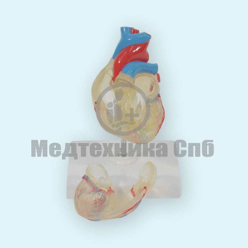 Модель сердца с прозрачной стенкой