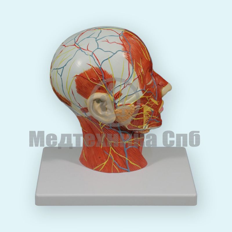 Модель нервов и кровеносных сосудов головы и шеи с сагиттальным разрезом