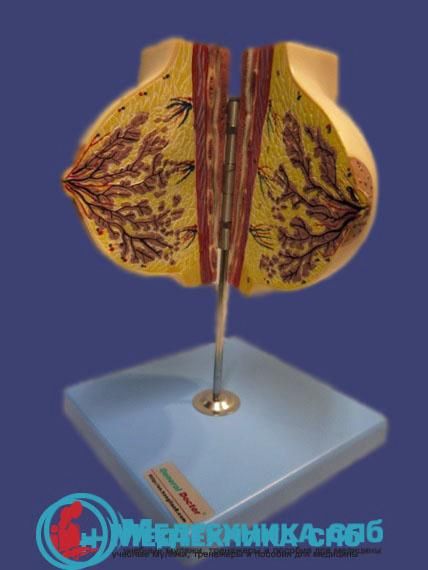 изображение: Модель молочной железы вне периода лактации