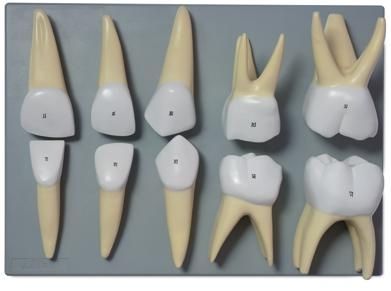 изображение: Молочные зубы, 10 частей