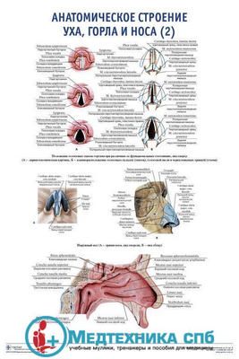 изображение: Анатомическое строение уха, горла и носа 2. (русский/латынь)