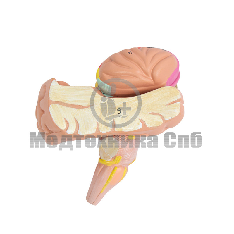 Модель базальных ядер и внутренней капсулы