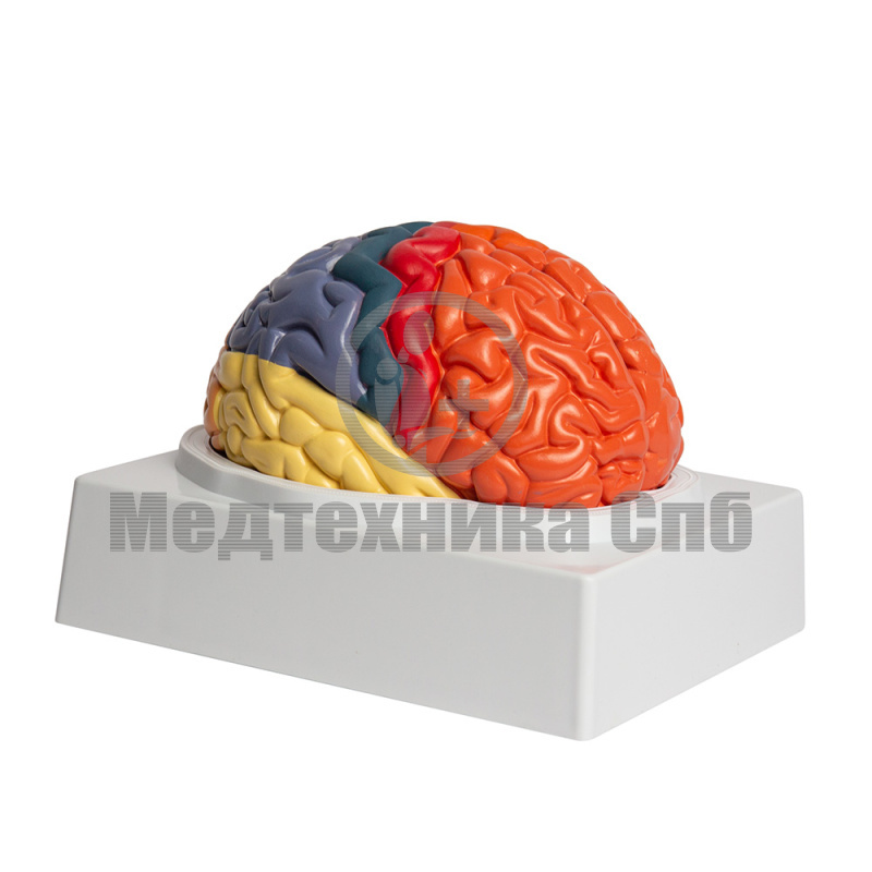 Модель функциональных зон коры головного мозга 