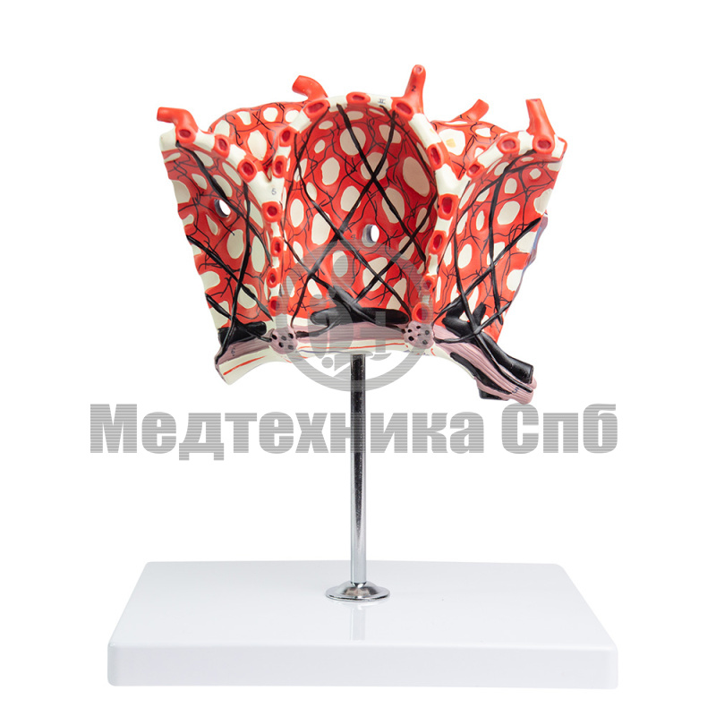 P04152 Модель альвеолы легких