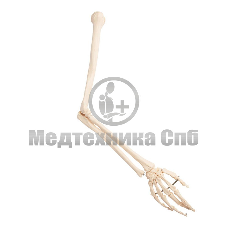 Модель костей правой верхней конечности