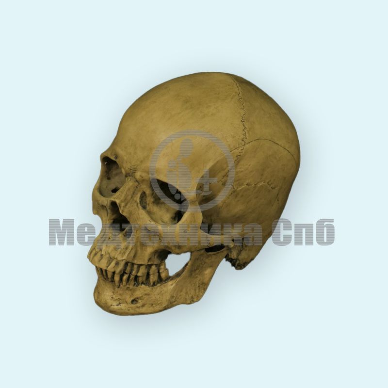 изображение: Модель черепа человека сверхреалистичная 2 части