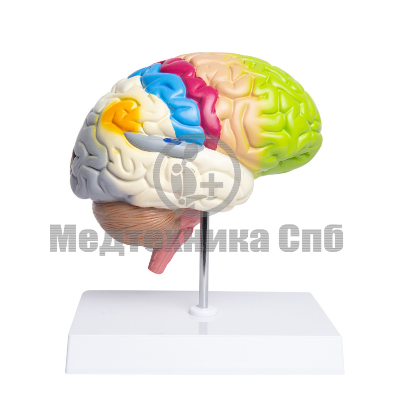 Модель функциональных зон головного мозга 