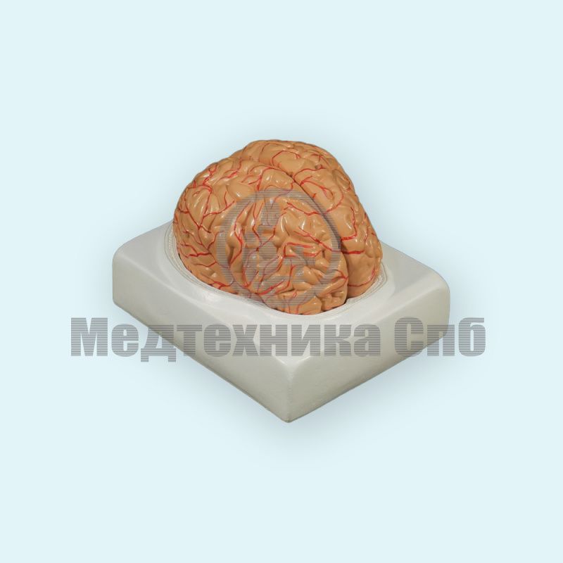 Модель головного мозга 2 части (на подставке)