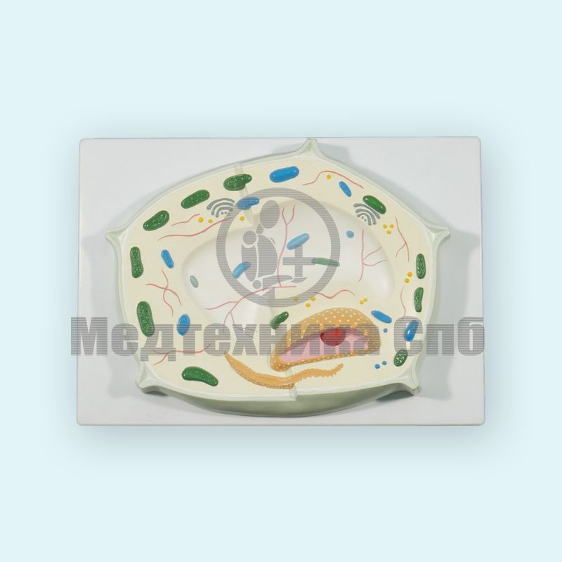 изображение: Модель растительной клетки