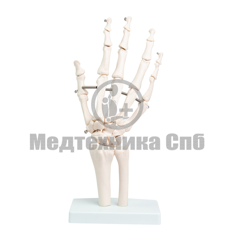 XC-114 Модель костей лучезапястного сустава (на подставке)